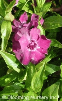 Vinca minor 'Double Purple'